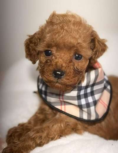 Korean teddy bear poodles keep their short muzzle and big, round eyes into adulthood.