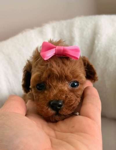 All our puppies are health tested and guaranteed.