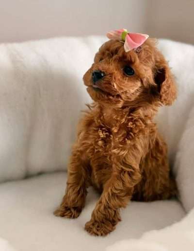 Teacup poodle with Korean Lines