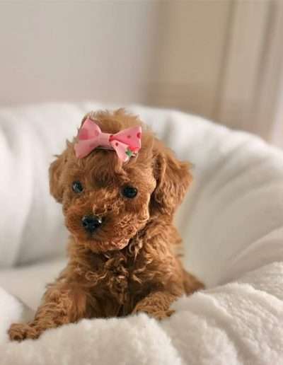 Korean Babydoll Poodle Puppy