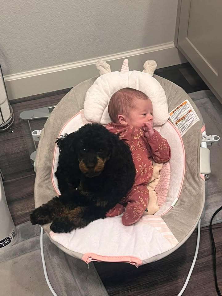 Toy poodles are terrific around children!