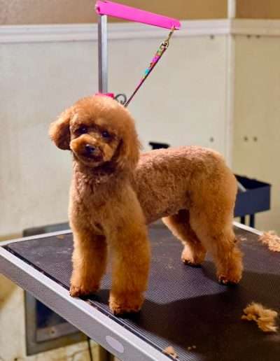 ChiChi's an amazing poodle whose personality sparkles!