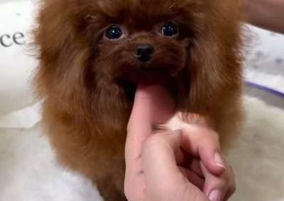 His adorable babydoll features and outstanding health make Gino an outstanding Korean toy poodle.