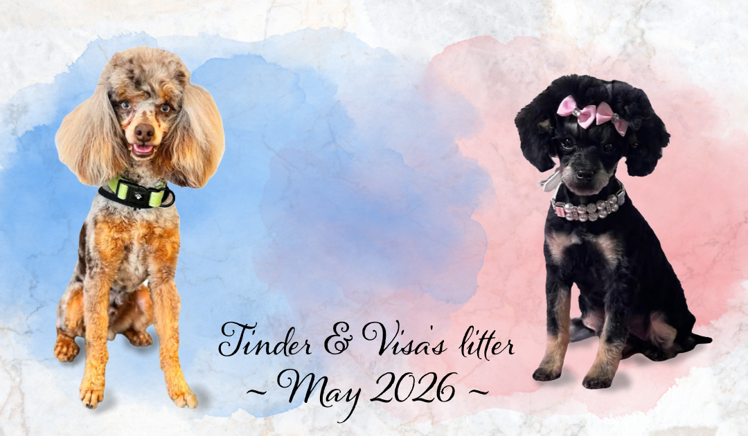 May 2026 | Visa & Tinder