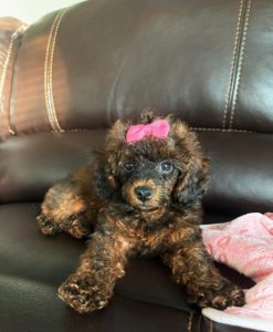 Toy poodles like Bronzi make fantastic family dogs.