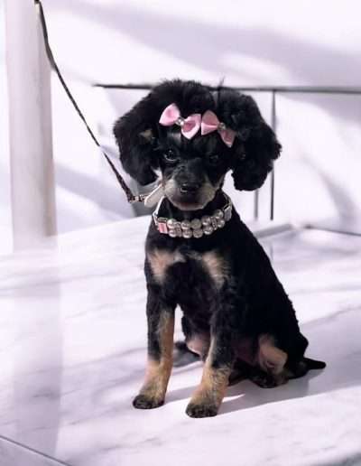 Excellent health test results and flawless temperament make Visa a welcome part of our breeding program.