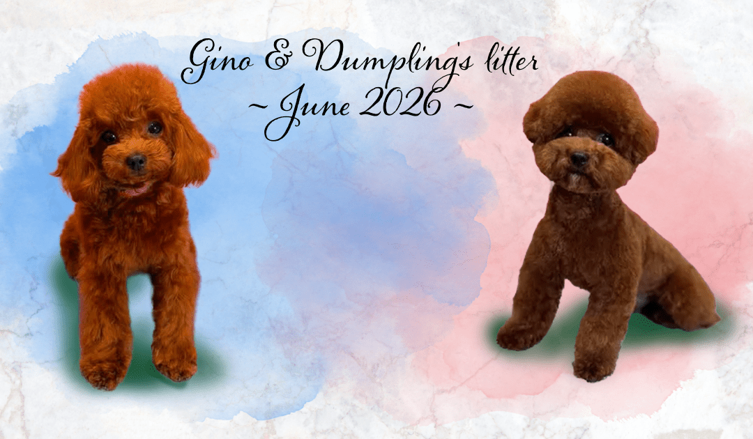 June 2026 | Gino & Dumpling