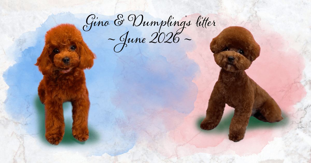 Gino and Dumpling's first litter is here!