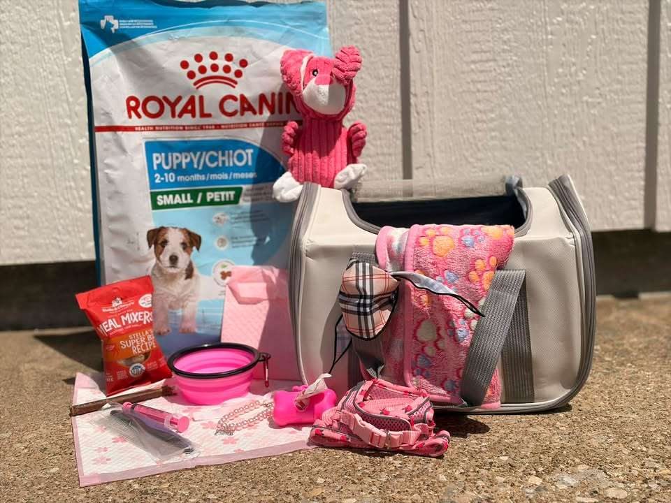 KM Korean Toy Poodles Puppy Pack Every puppy comes home with their very own starter kit!