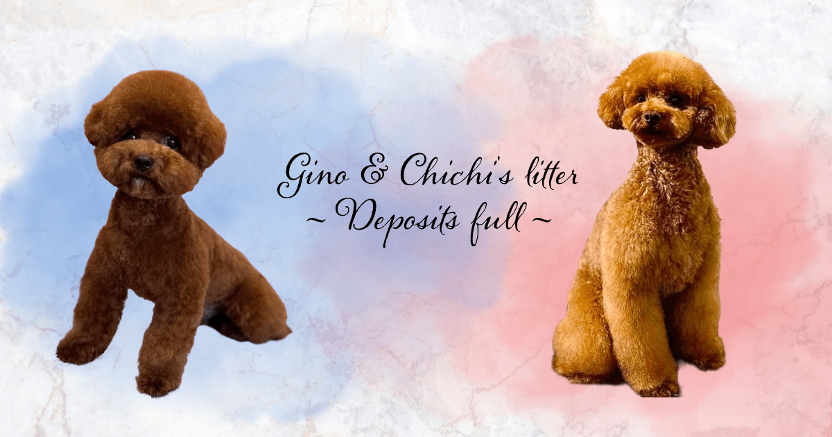 2026 | Gino & ChiChi | DEPOSITS FULL