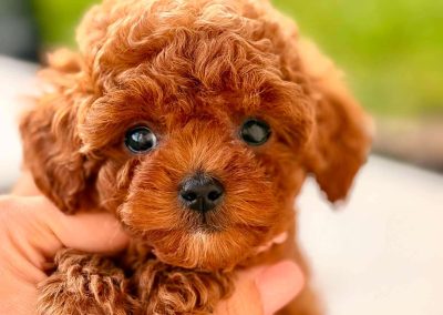 Korean toy poodle puppy with babydoll face