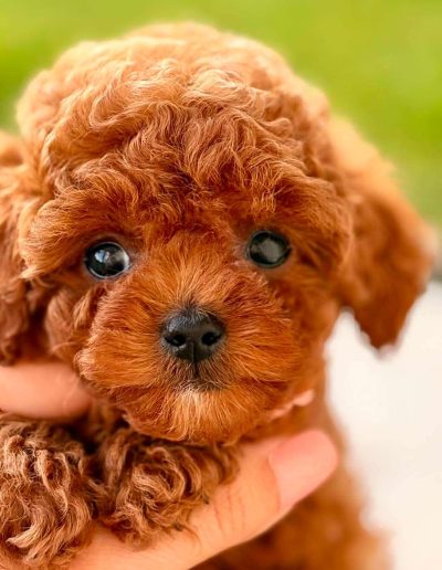 Korean toy poodle puppy with babydoll face