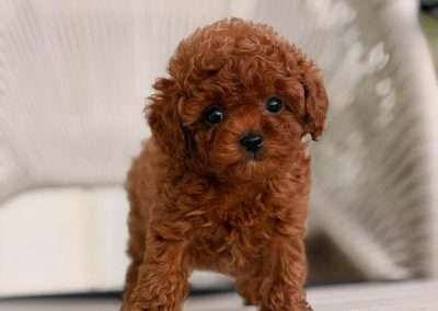 One of Dumpling's babies