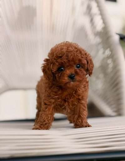 One of Dumpling's babies