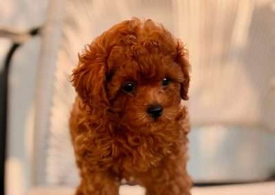 Baby doll face in a toy poodle? Yes please!