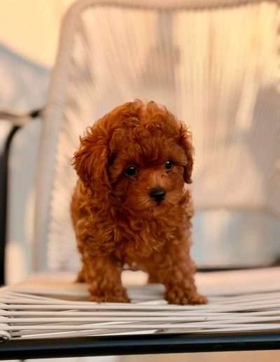 Baby doll face in a toy poodle? Yes please!