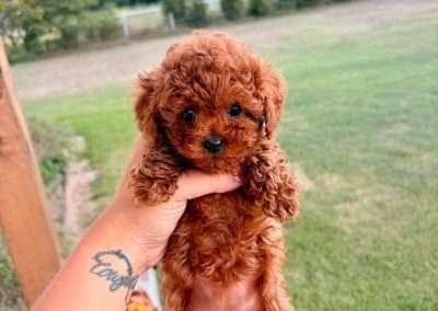 Korean toy poodle puppy from Dumpling & Gino's litter