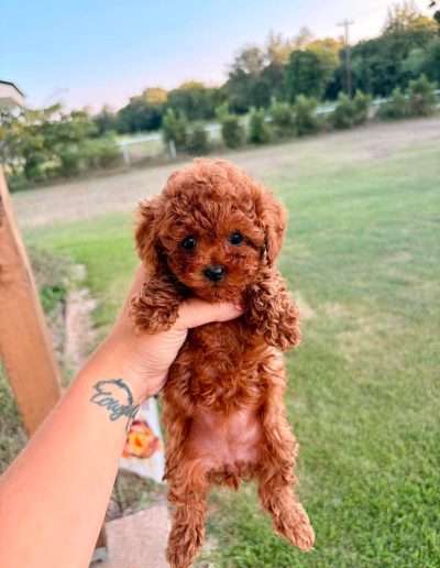 Korean toy poodle puppy from Dumpling & Gino's litter