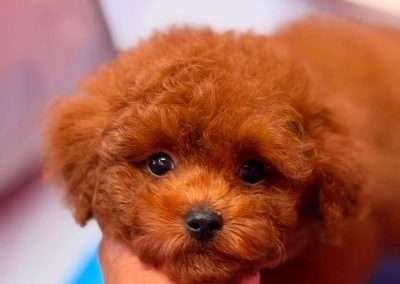 Korean toy poodle puppy from Dumpling & Gino's litter