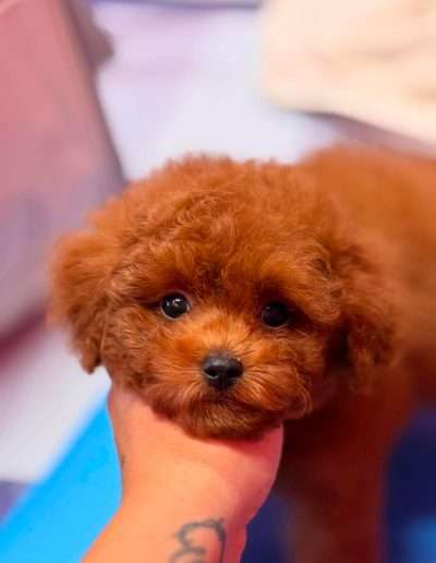 Korean toy poodle puppy from Dumpling & Gino's litter