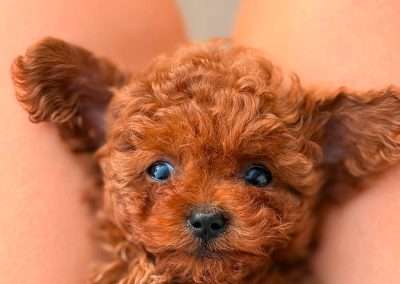 Korean toy poodle puppy from Dumpling & Gino's litter